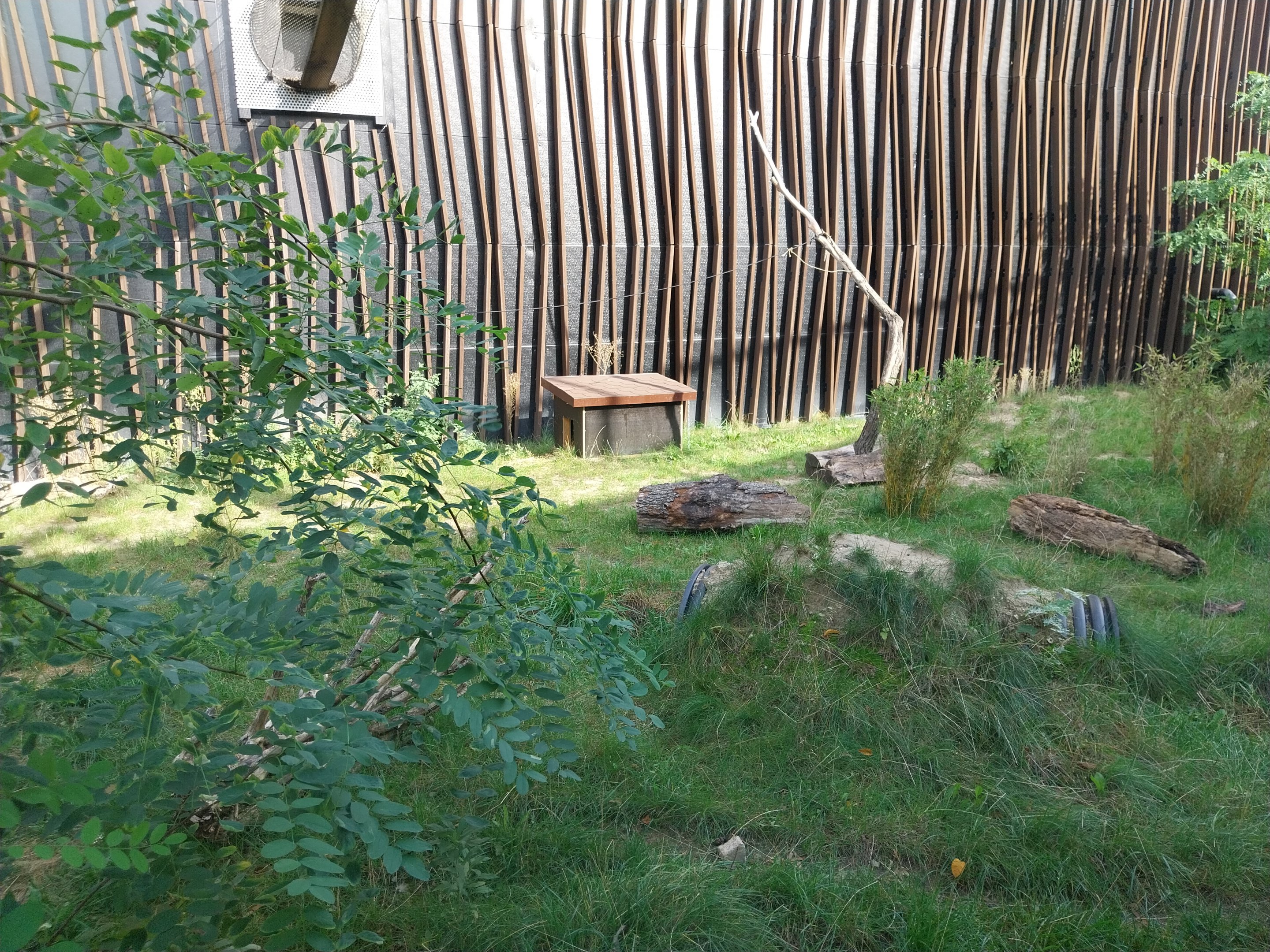 Outside the Orientarium - European Golden Jackal (Canis aureus moreotica)