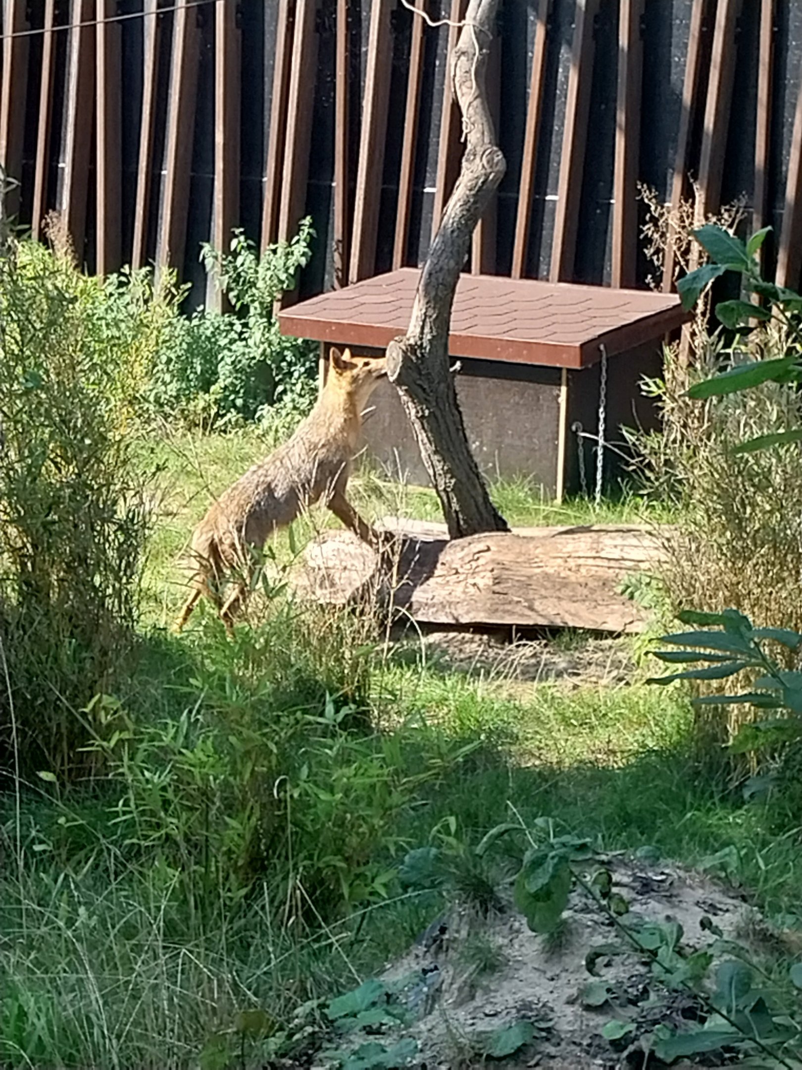 Outside the Orientarium - European Golden Jackal (Canis aureus moreotica)