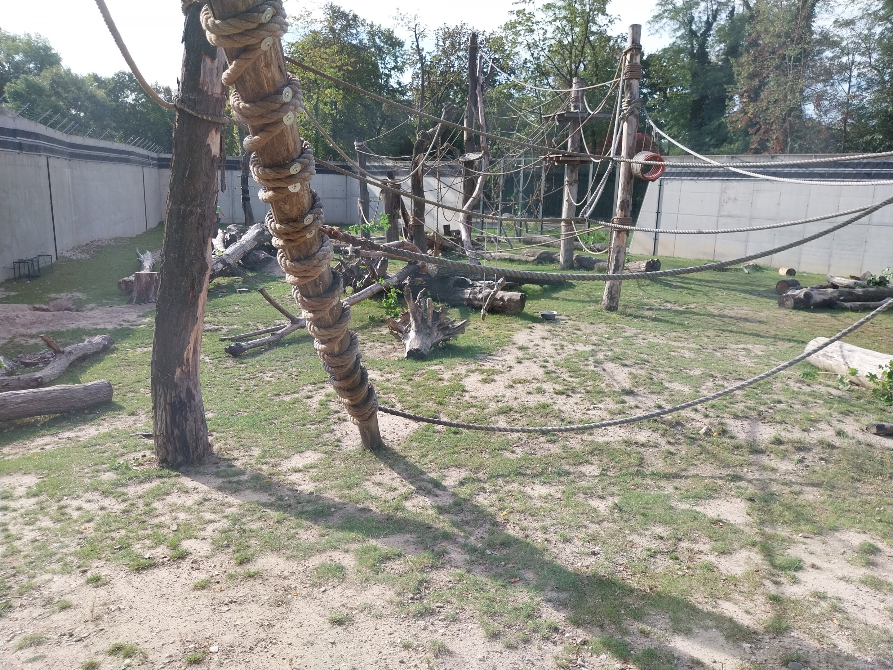 Outside the Orientarium - Hanuman Langur (Semnopithecus entellus) and Indian Crested Porcupine (Hystrix indica)