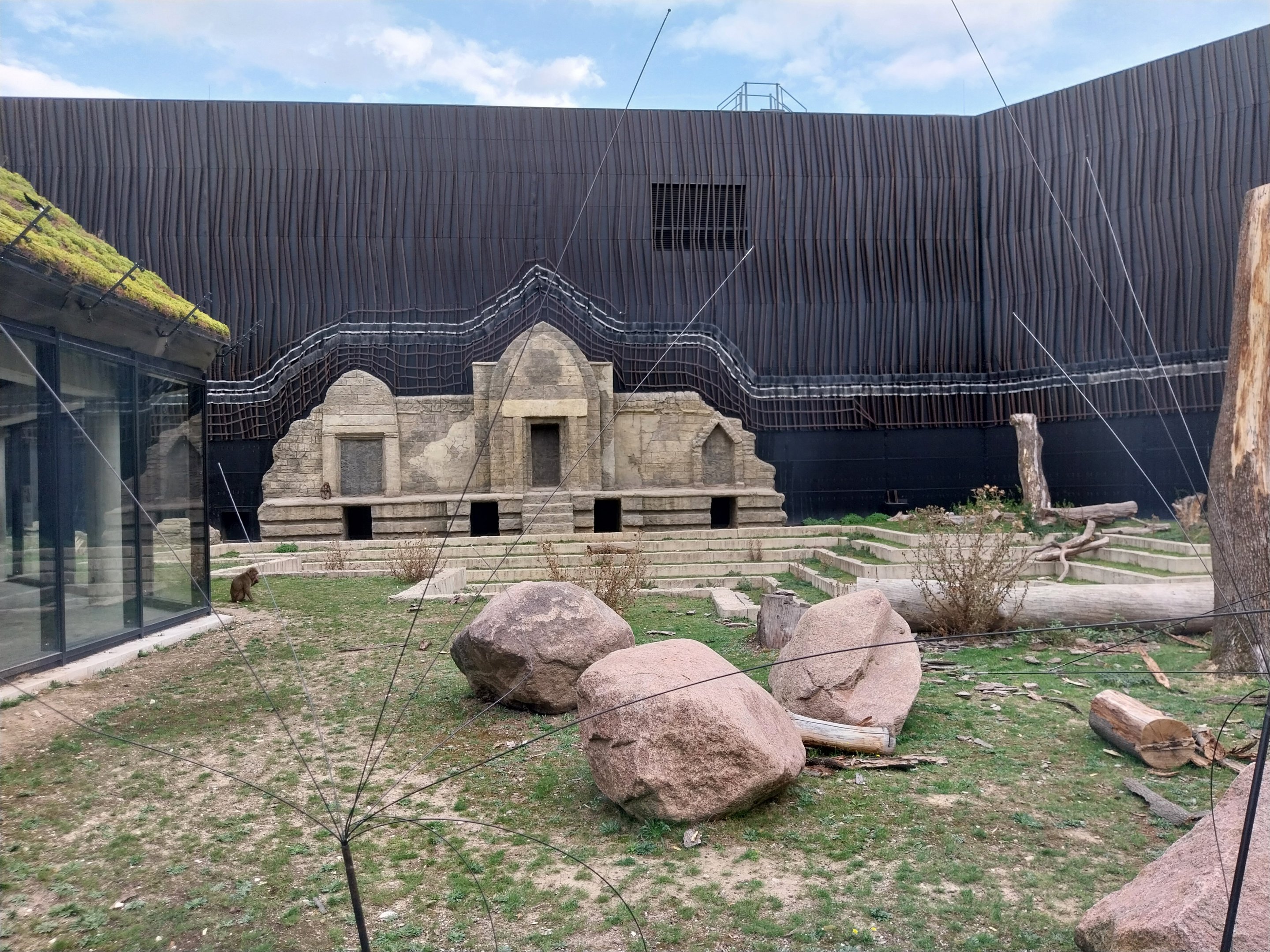 Outside the Orientarium - Japanese Macaque (Macaca fuscata)