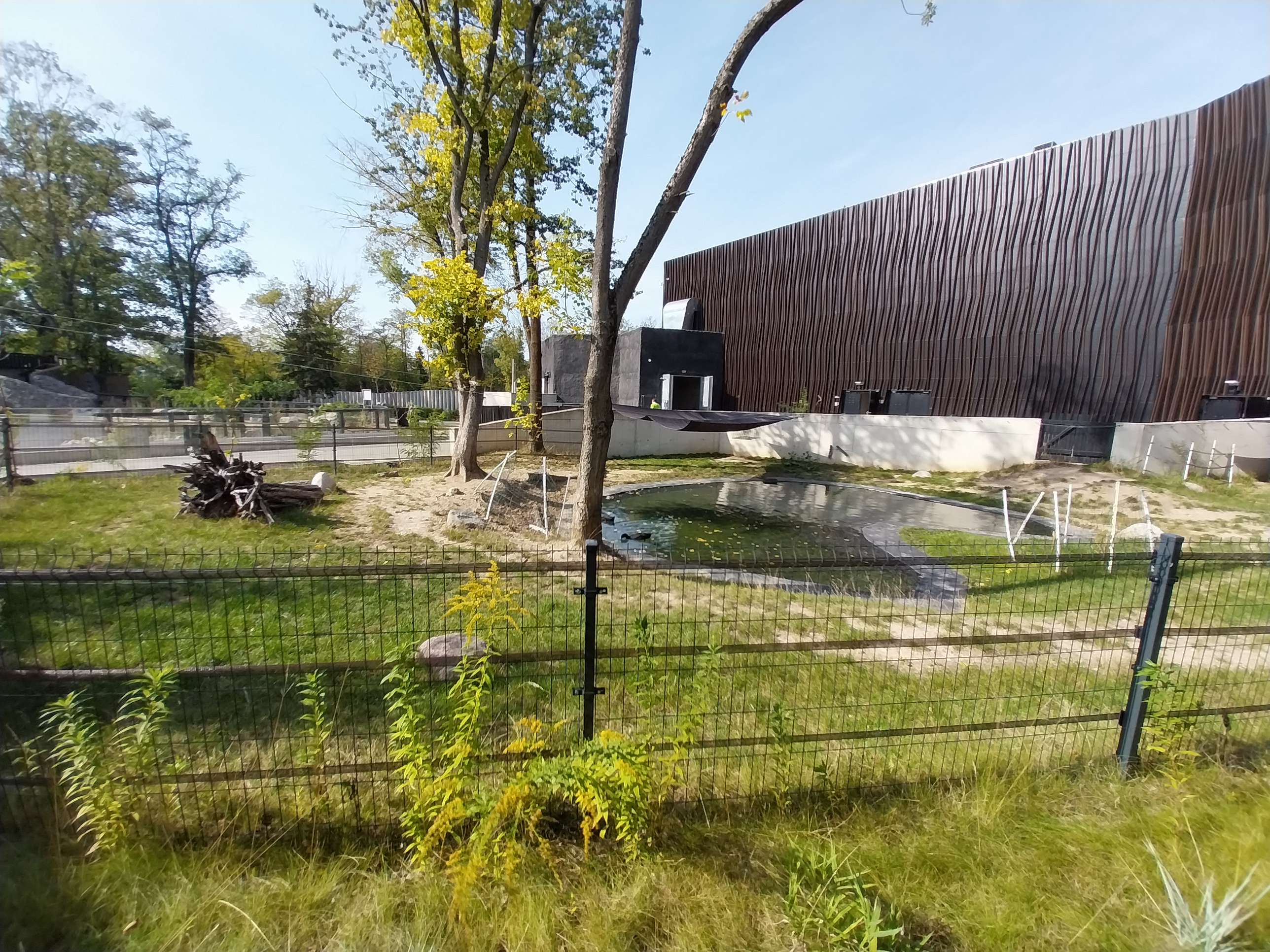 Outside the Orientarium - Malayan Tapir (Tapirus indicus)