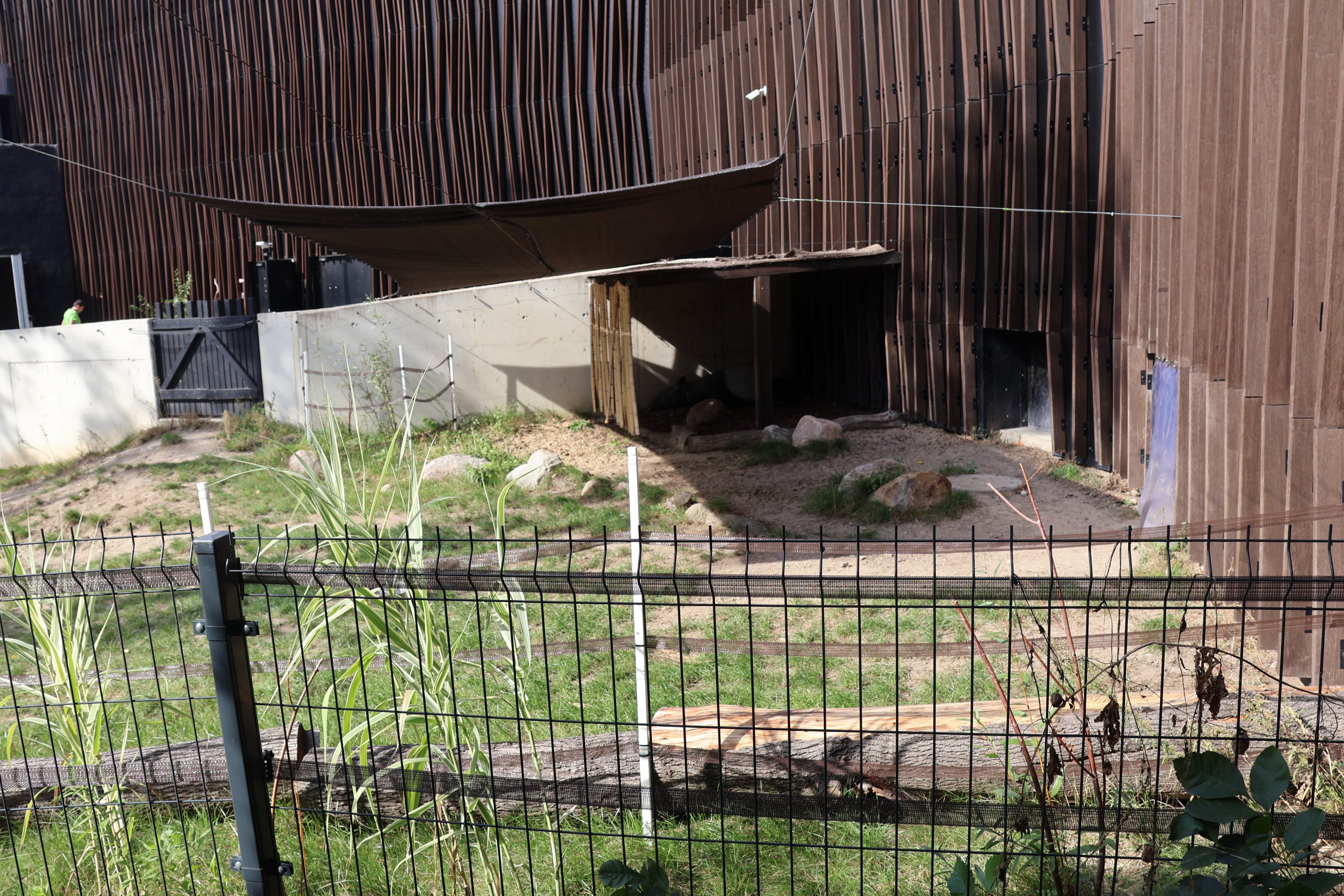 Outside the Orientarium - Malayan Tapir (Tapirus indicus)