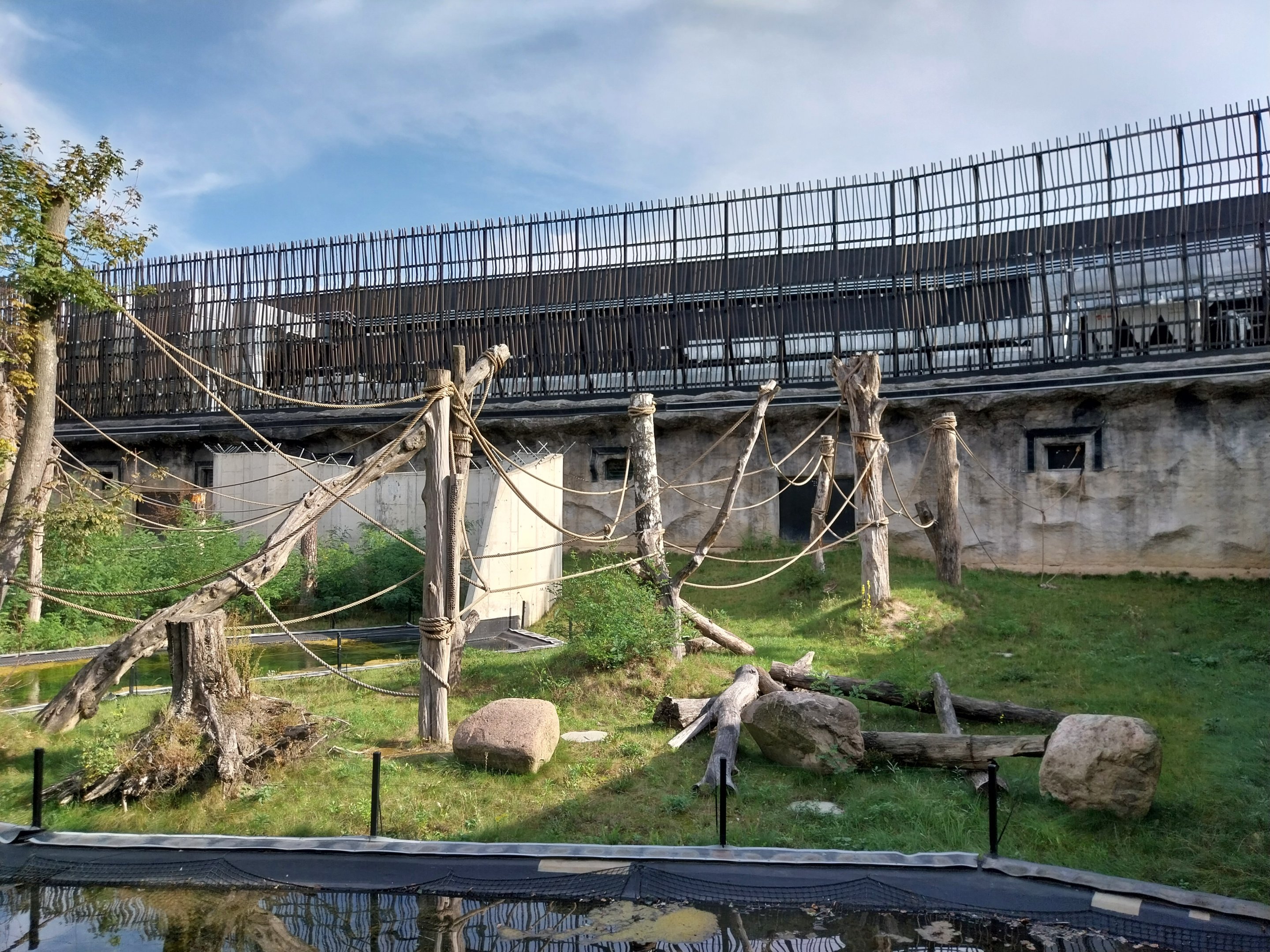 Outside the Orientarium - Sumatran Orangutan (Pongo abelli)