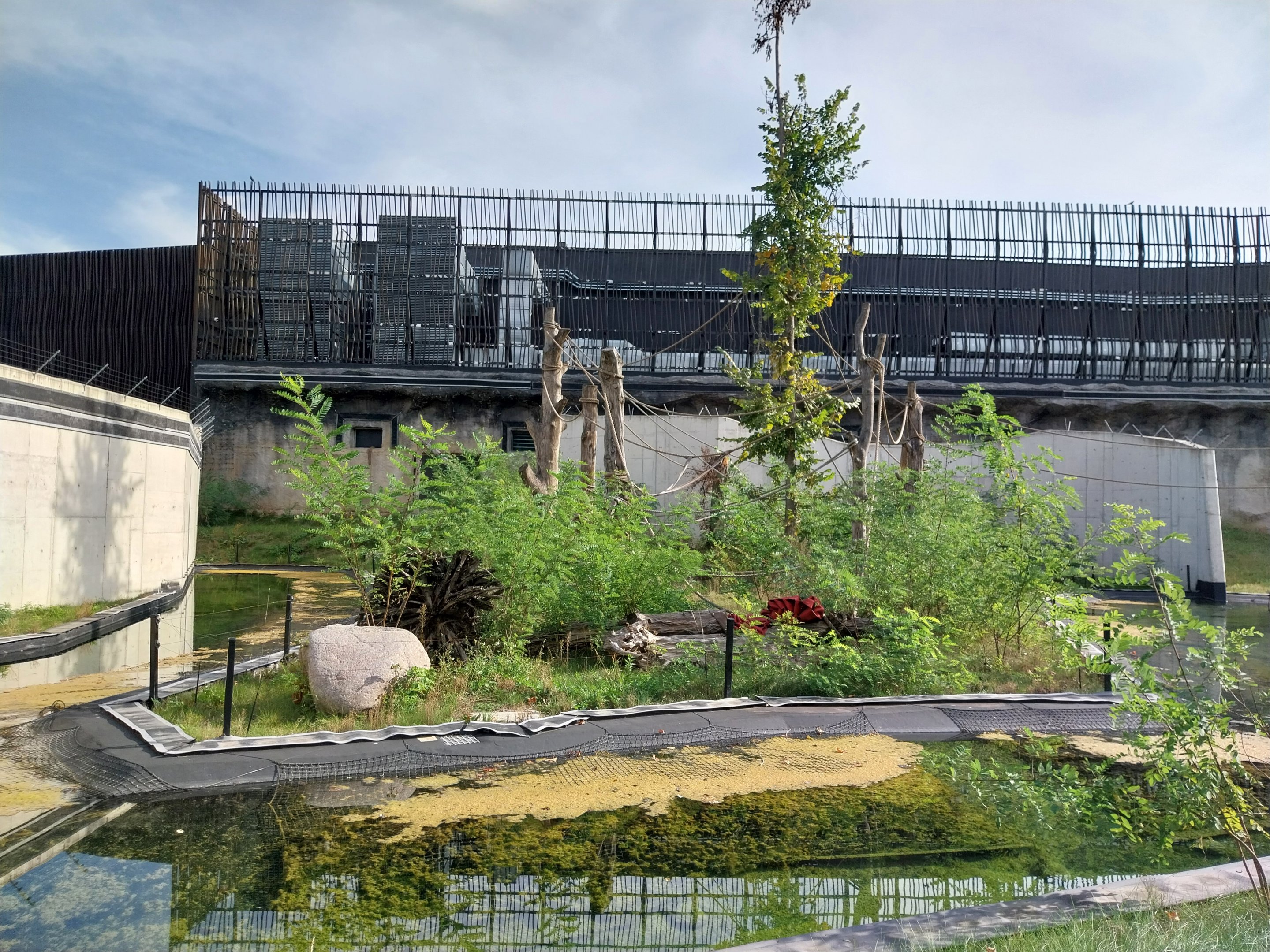 Outside the Orientarium - Sumatran Orangutan (Pongo abelli)