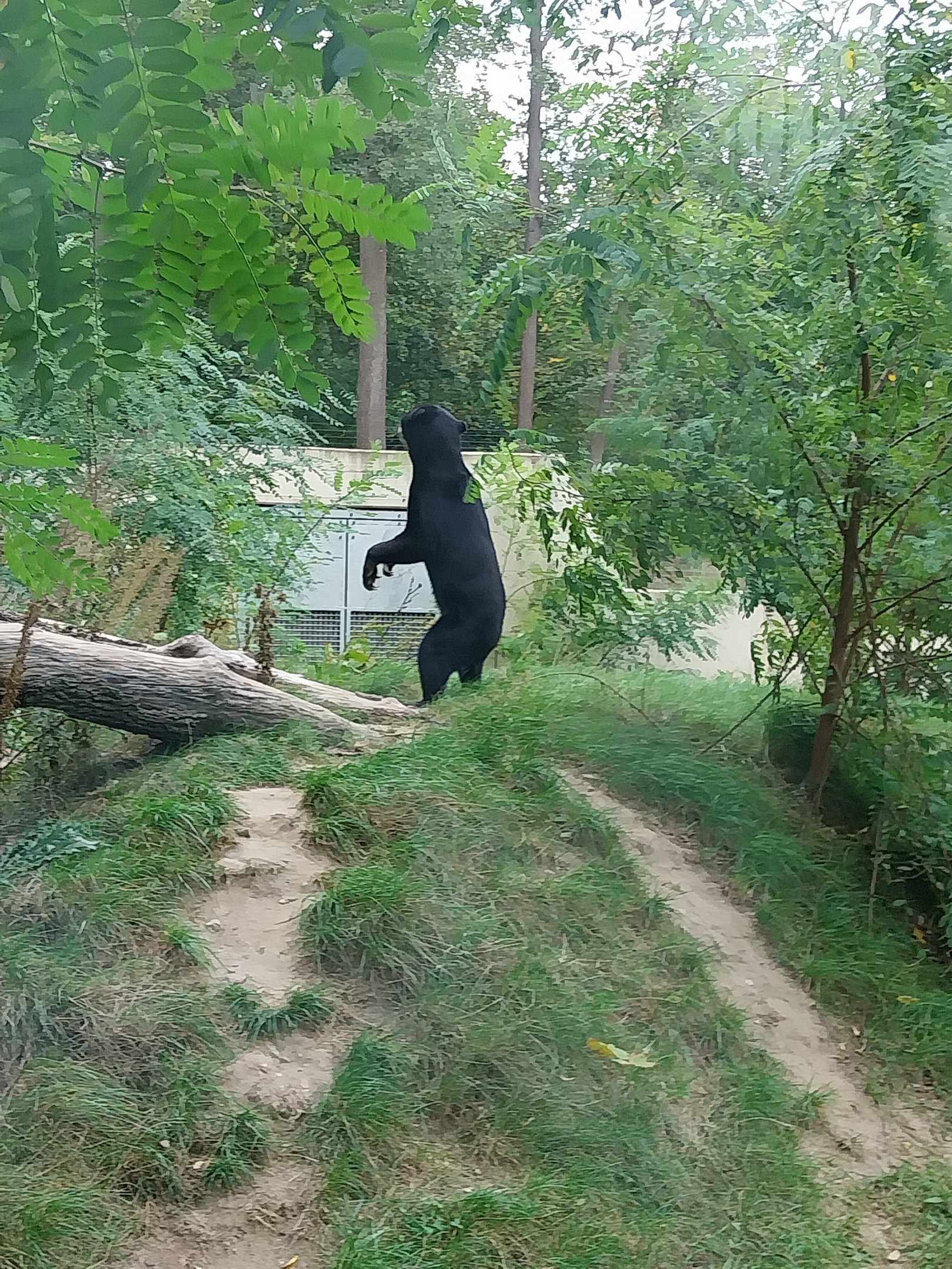 Outside the Orientarium - Sun Bear (Helarctos malayanus malayanus)