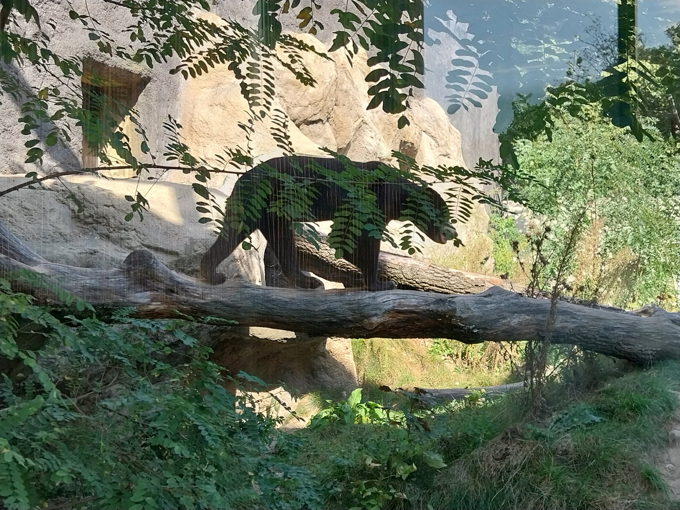 Outside the Orientarium - Sunbear (Helarctos malayanus malayanus)