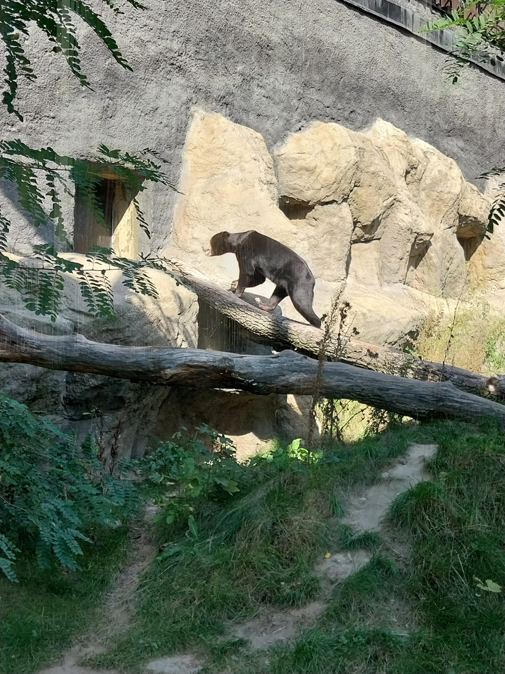 Outside the Orientarium - Sunbear (Helarctos malayanus malayanus)