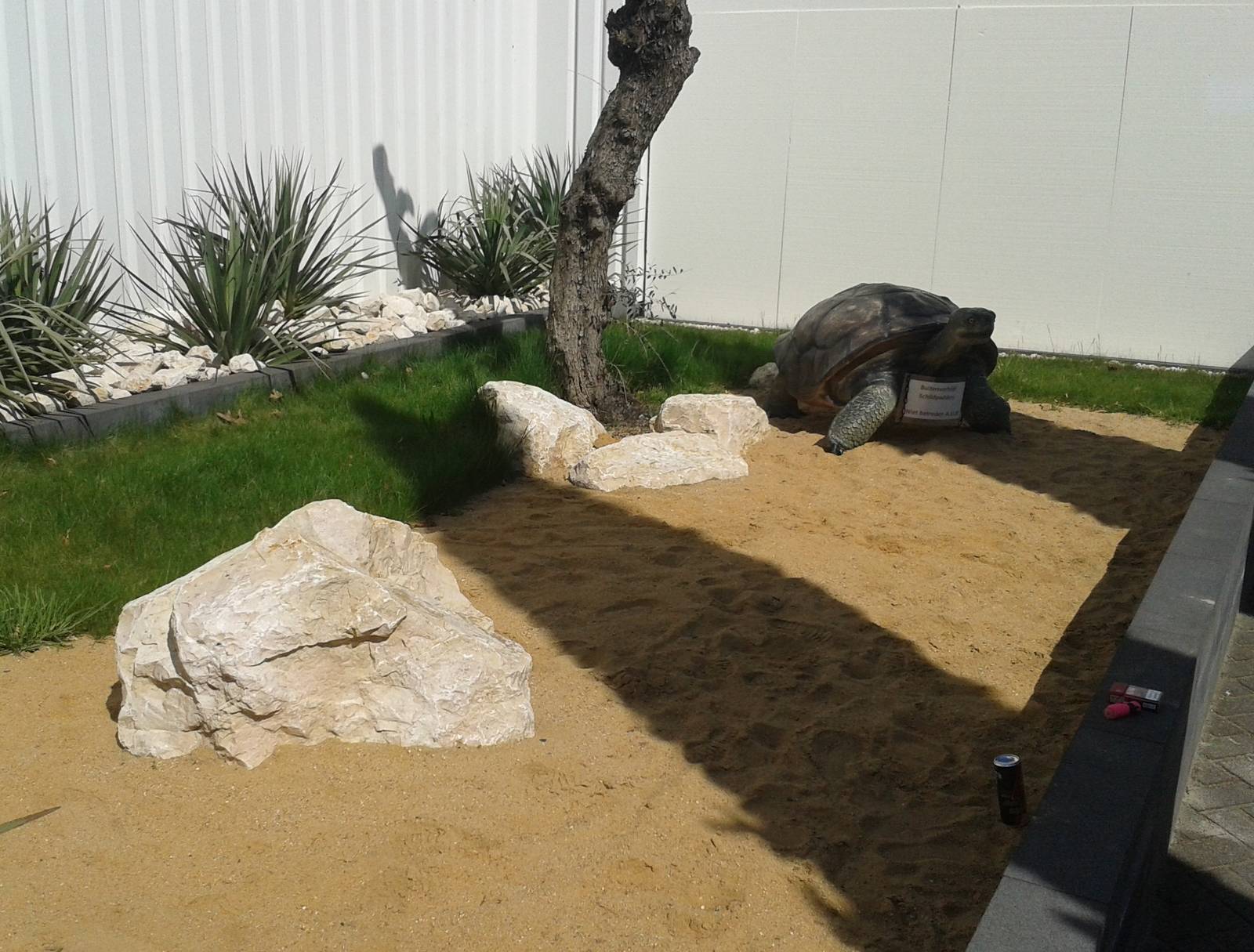 Outside tortoise enclosure