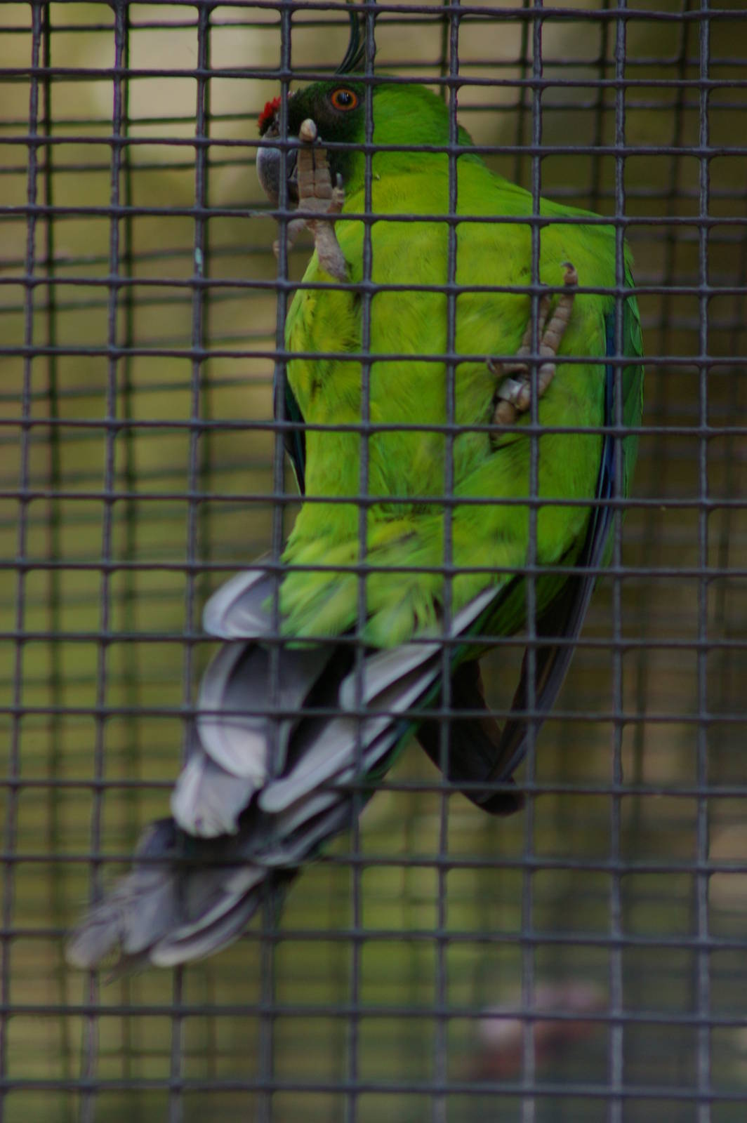 Ouvea horned parakeet (Eunymphicus uvaeensis)
