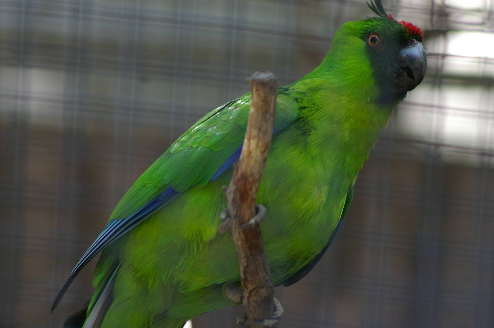 Ouvea horned parakeet (Eunymphicus uvaeensis)