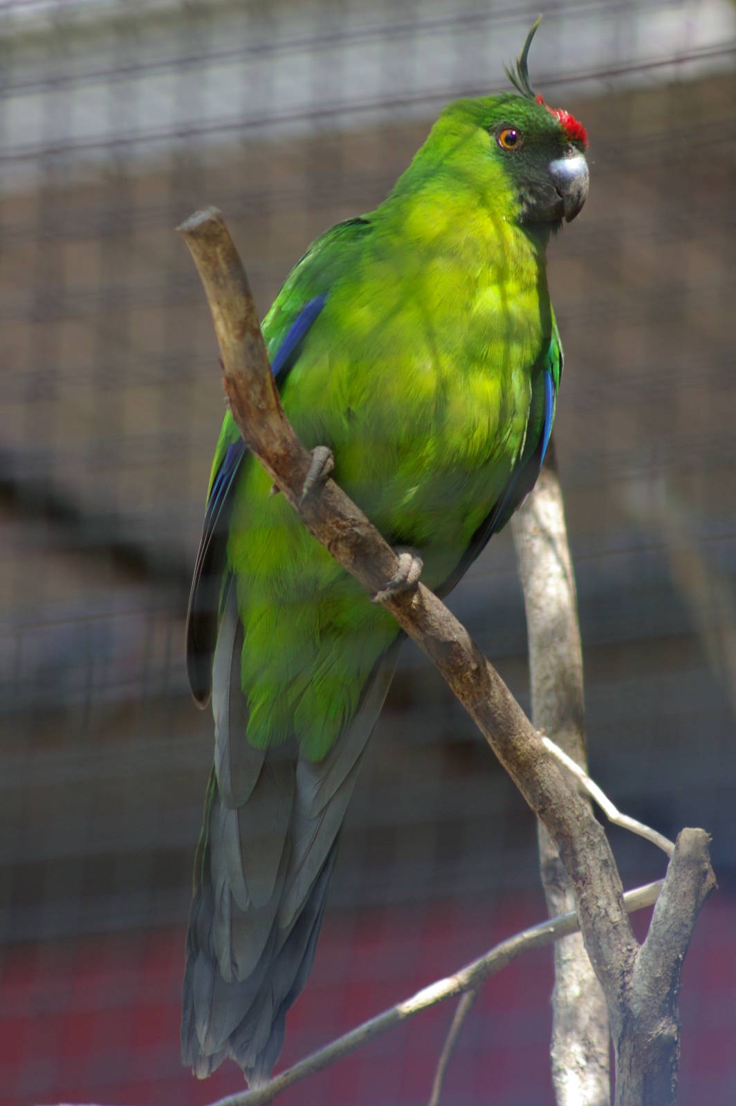 Ouvea horned parakeet (Eunymphicus uvaeensis)