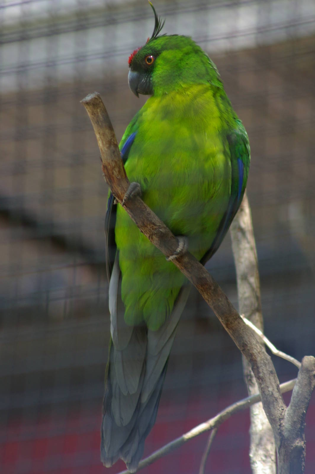 Ouvea horned parakeet (Eunymphicus uvaeensis)