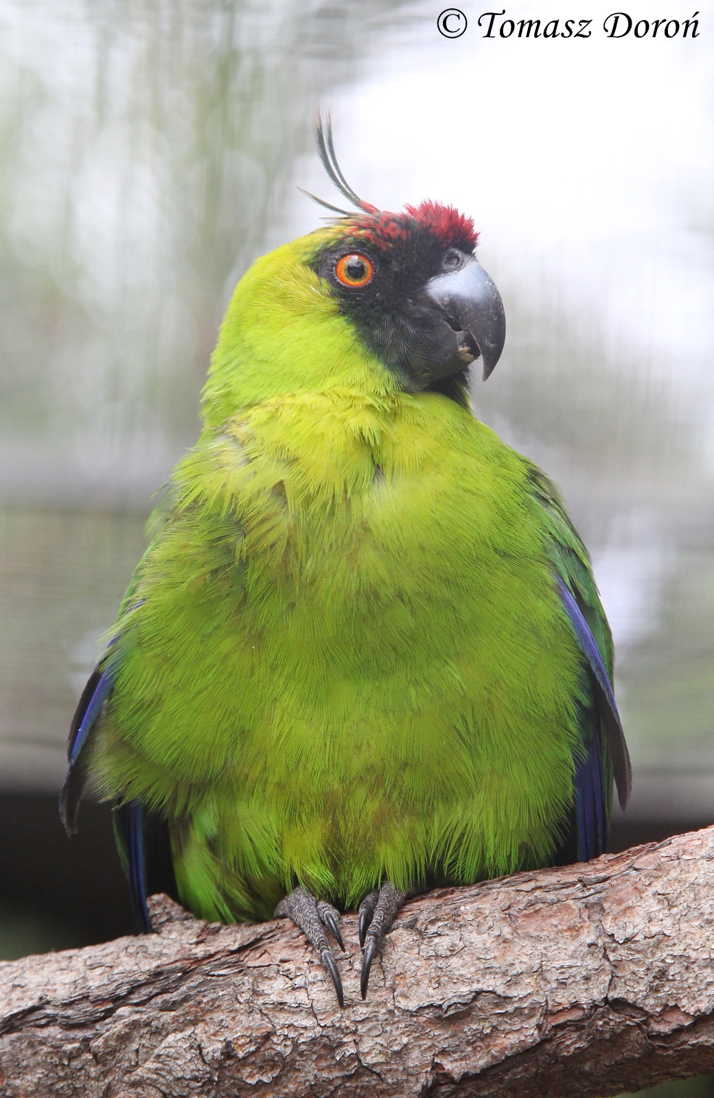 Ouvea Parakeet (Eunymphicus uvaeensis), September 2016