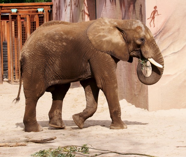 Ouwehand / Rhenen (NL) African Elephant