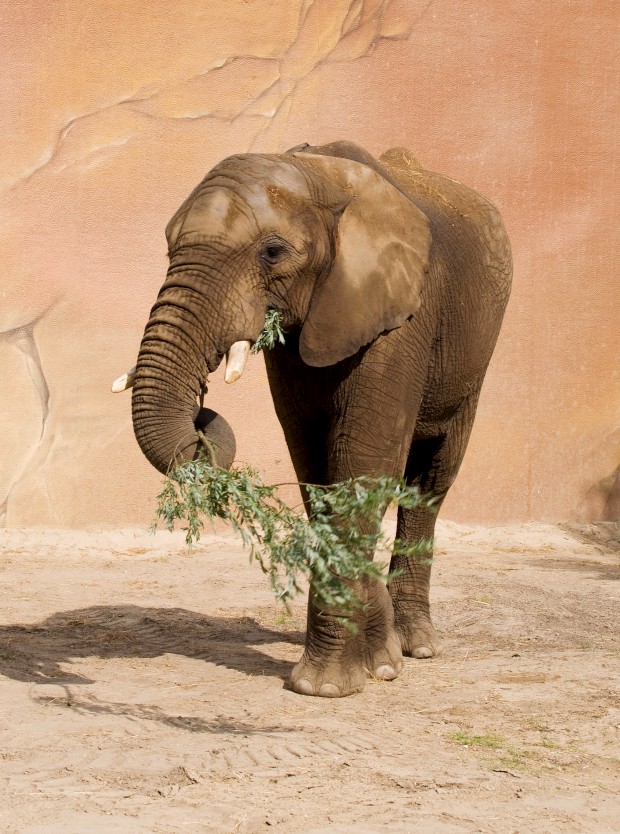 Ouwehand / Rhenen (NL) African Elephant