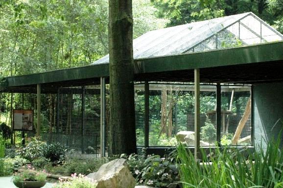 Ouwehand / Rhenen (NL) Cats