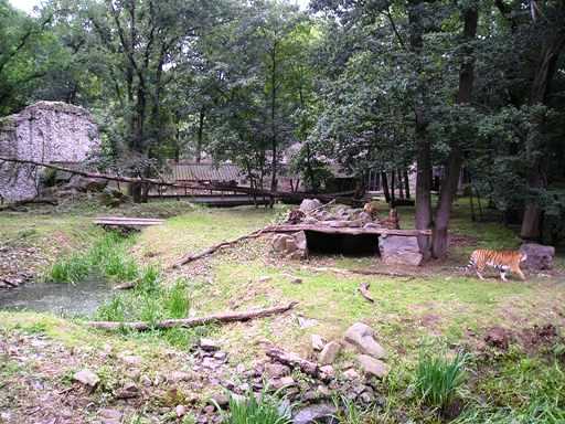 Ouwehand / Rhenen (NL) Tiger