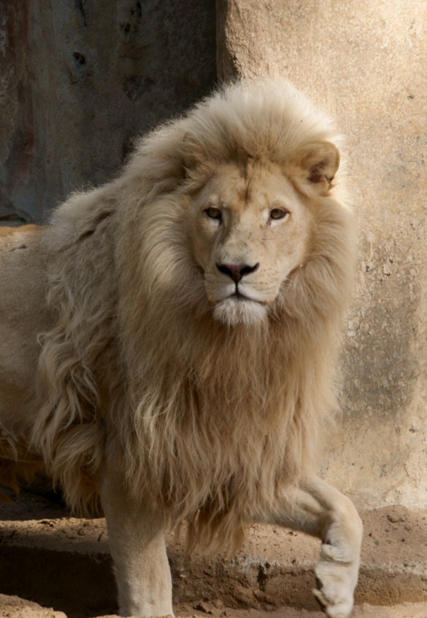 Ouwehand / Rhenen (NL) White Lion