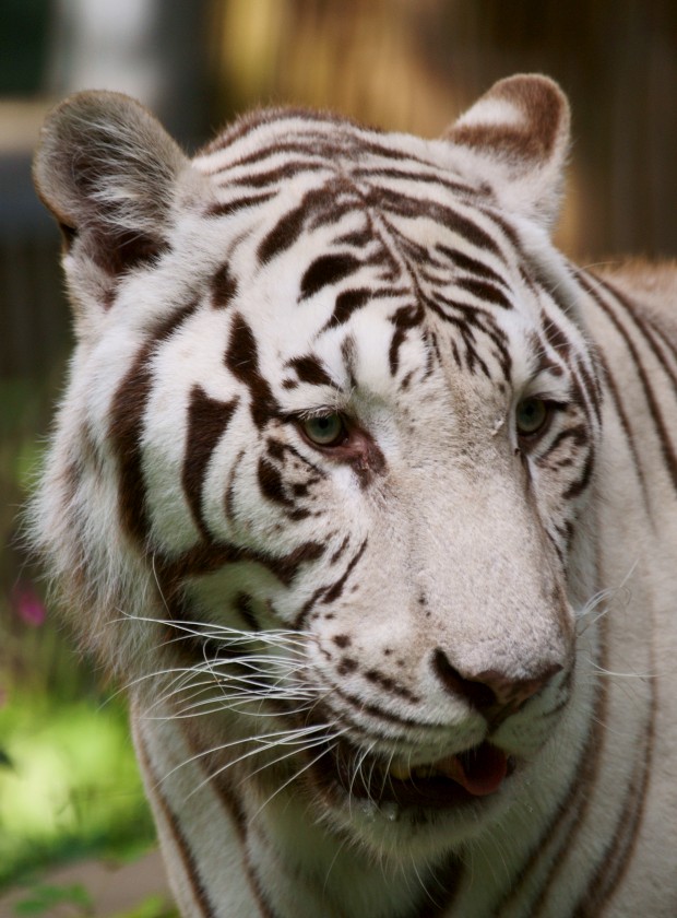 Ouwehand / Rhenen (NL) White Tiger