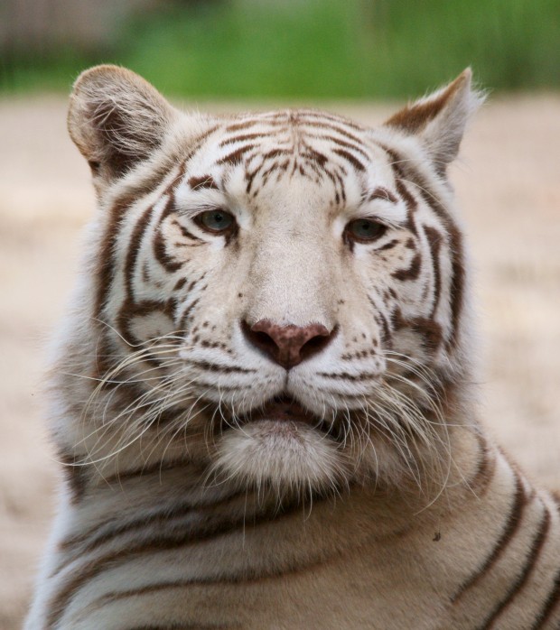 Ouwehand / Rhenen (NL) White Tiger