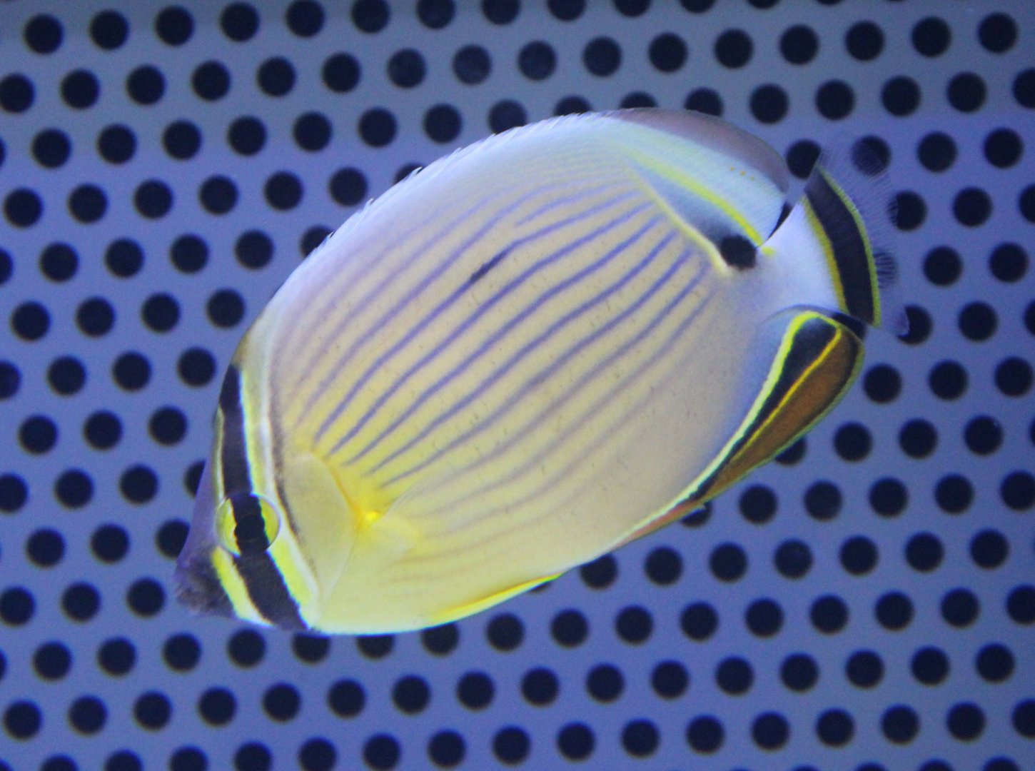 Oval butterflyfish - Chaetodon lunulatus
