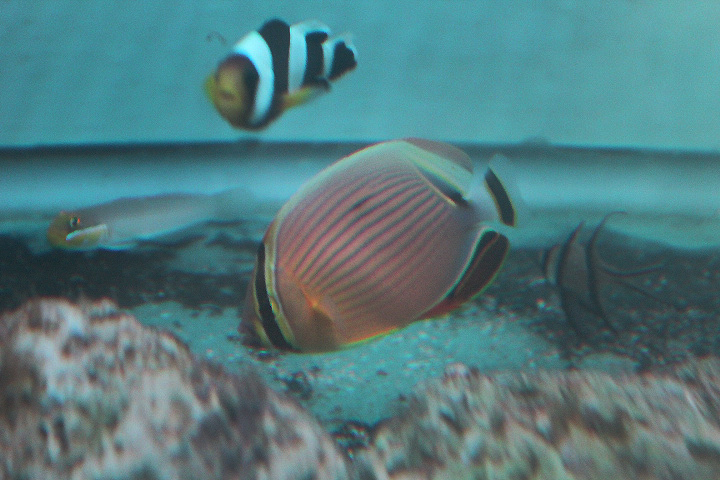Oval butterflyfish (Chaetodon lunulatus)