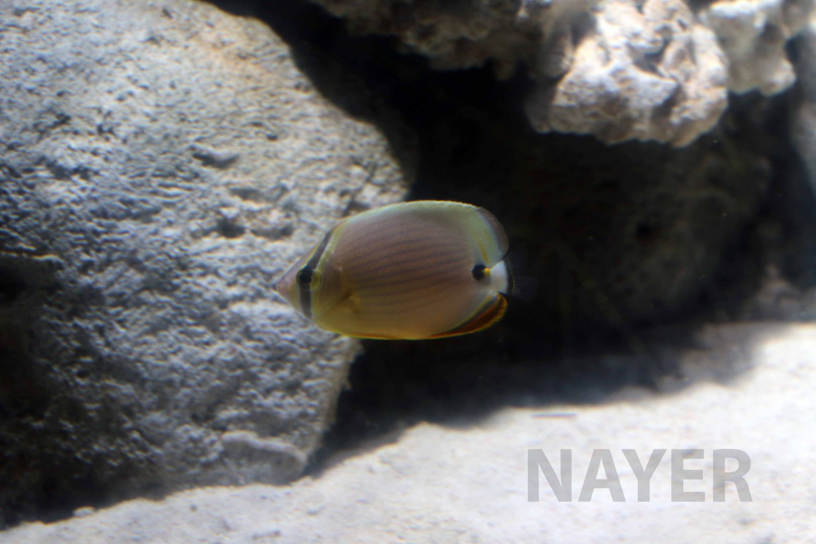 Oval butterflyfish, Hekinan Seaside Aquarium, October 2017