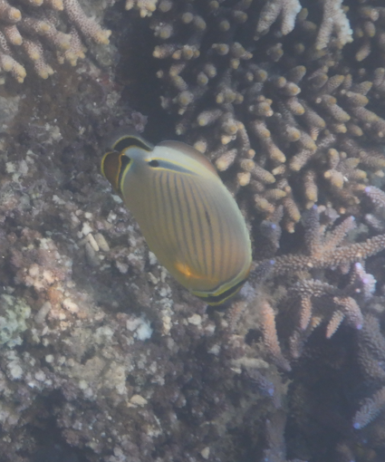 Oval Butterflyfish