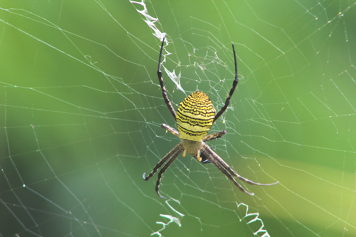 Oval St. Andrew's cross spider (Argiope aemula)