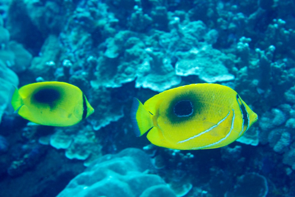 Ovalspot Butterflyfish (left) and Bennett's Butterflyfish
