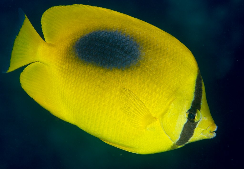 Ovalspot Butterflyfish
