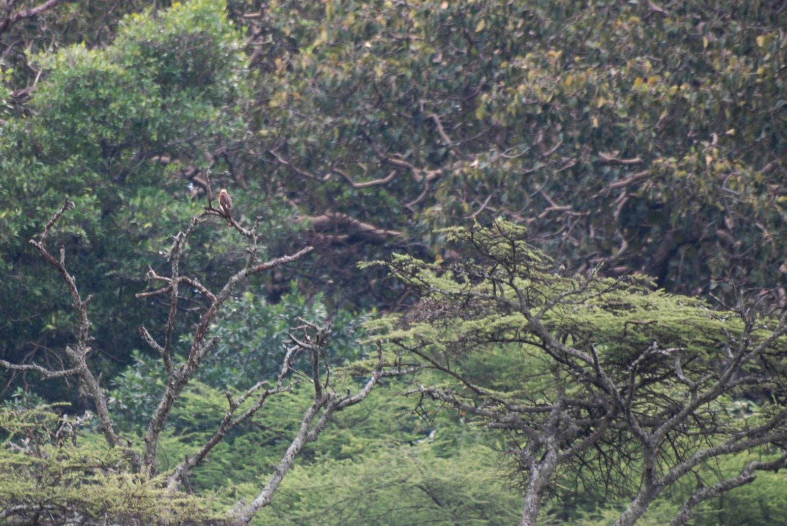 Ovambo Sparrowhawk at Bishangari Lodge, 14/10/14