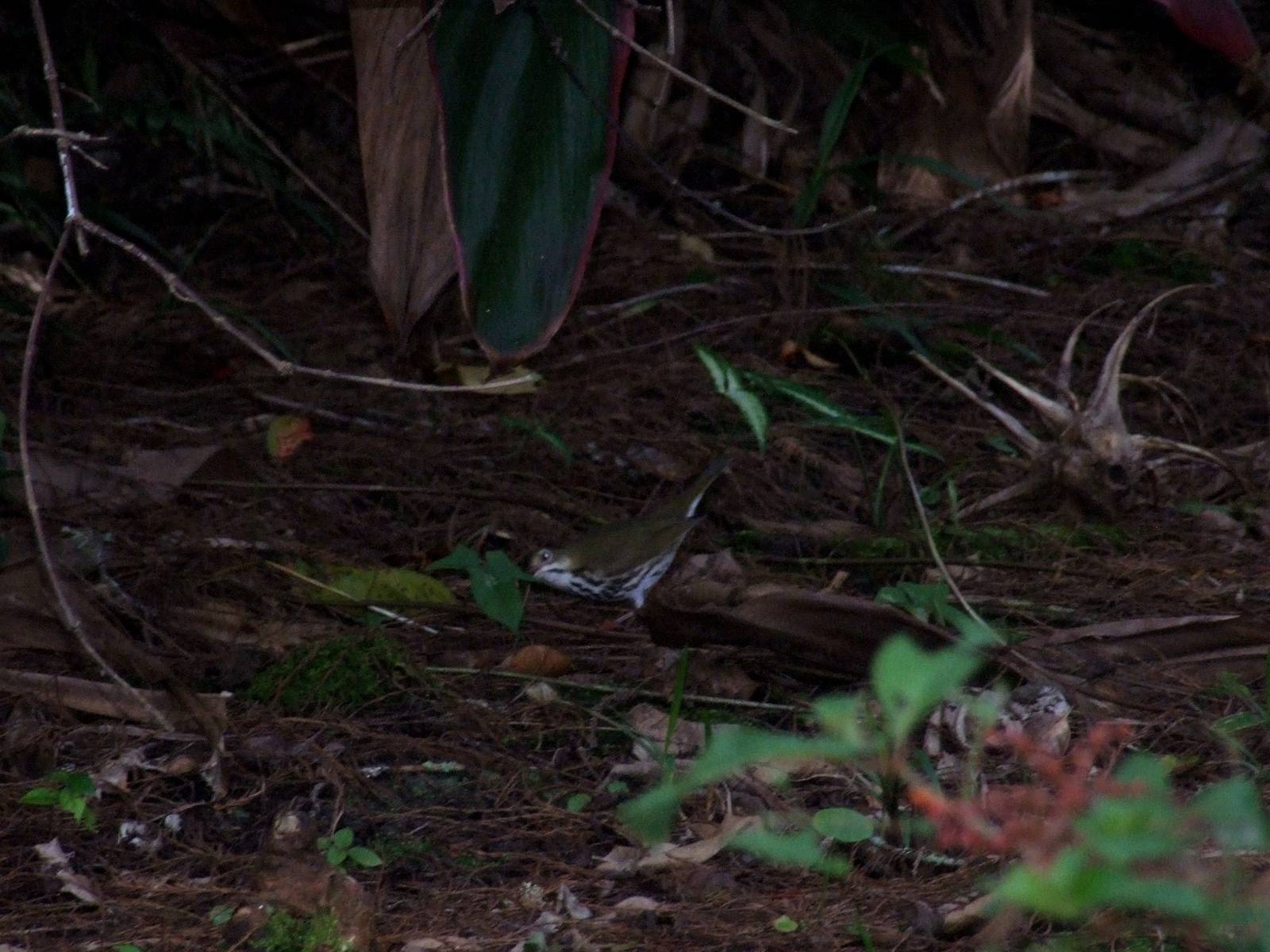 Ovenbird, Western Everglades/Big Cypress, October 2013