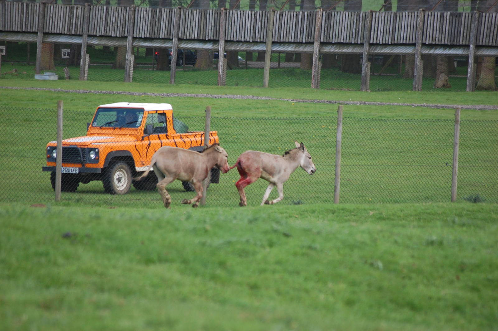 Over-exciting Somali Wild Ass