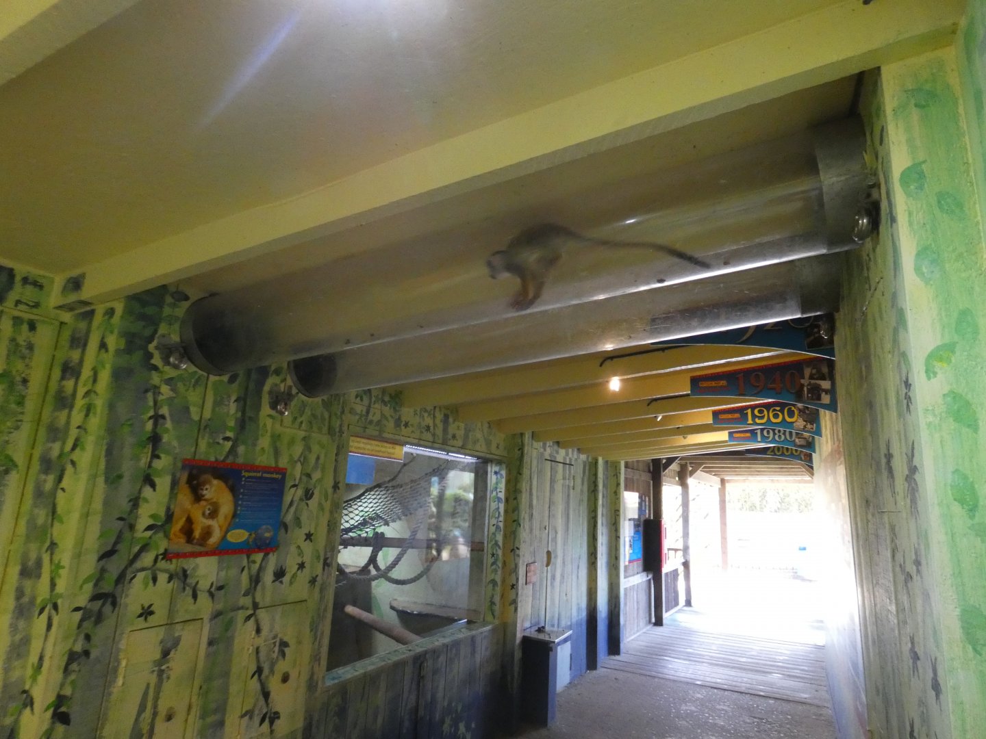 Over-head squirrel monkey tunnel