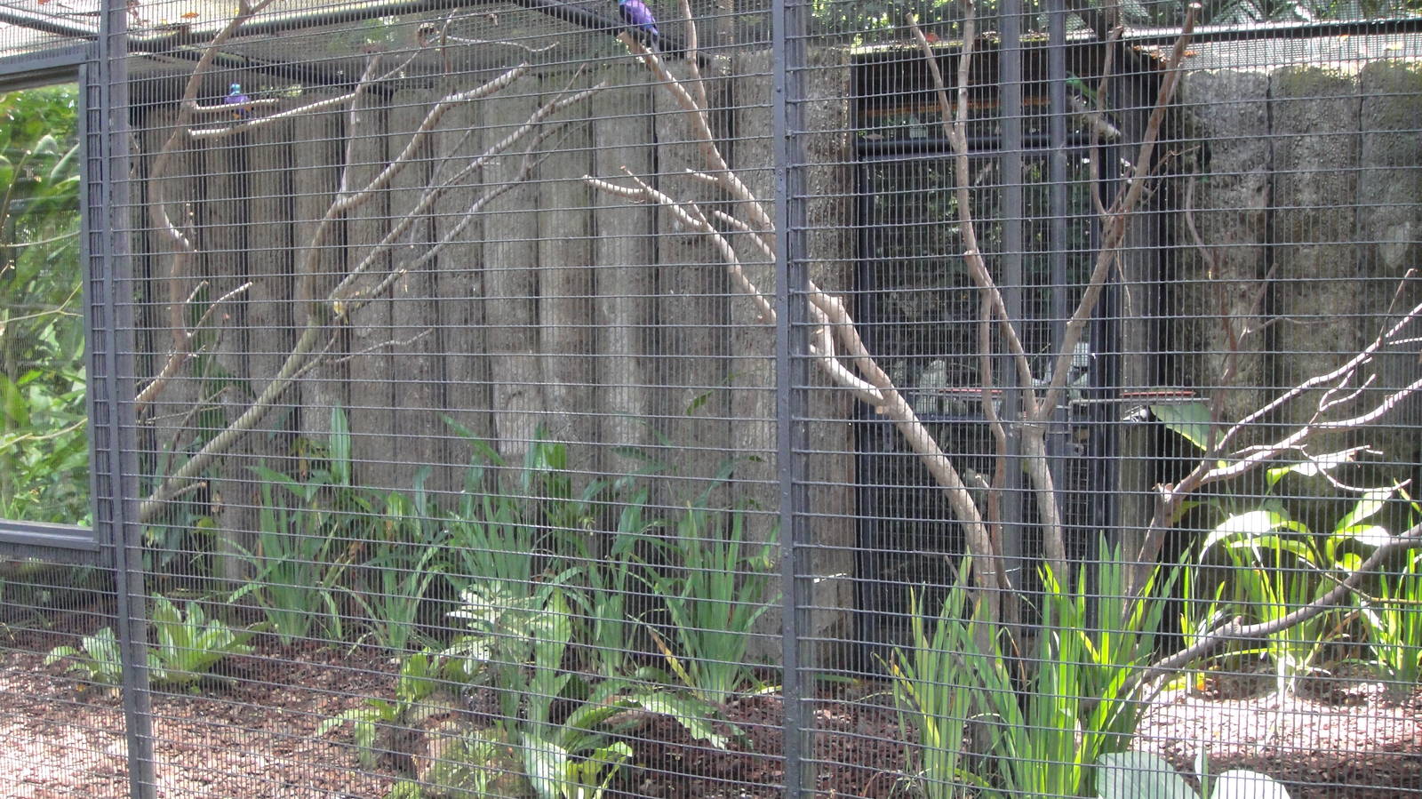 Overall view of the Heliconia Walk aviaries