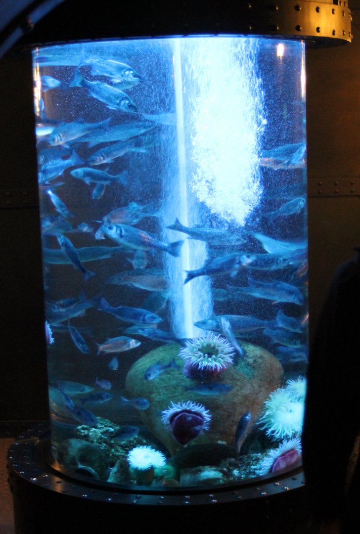 Overcrowded aquarium