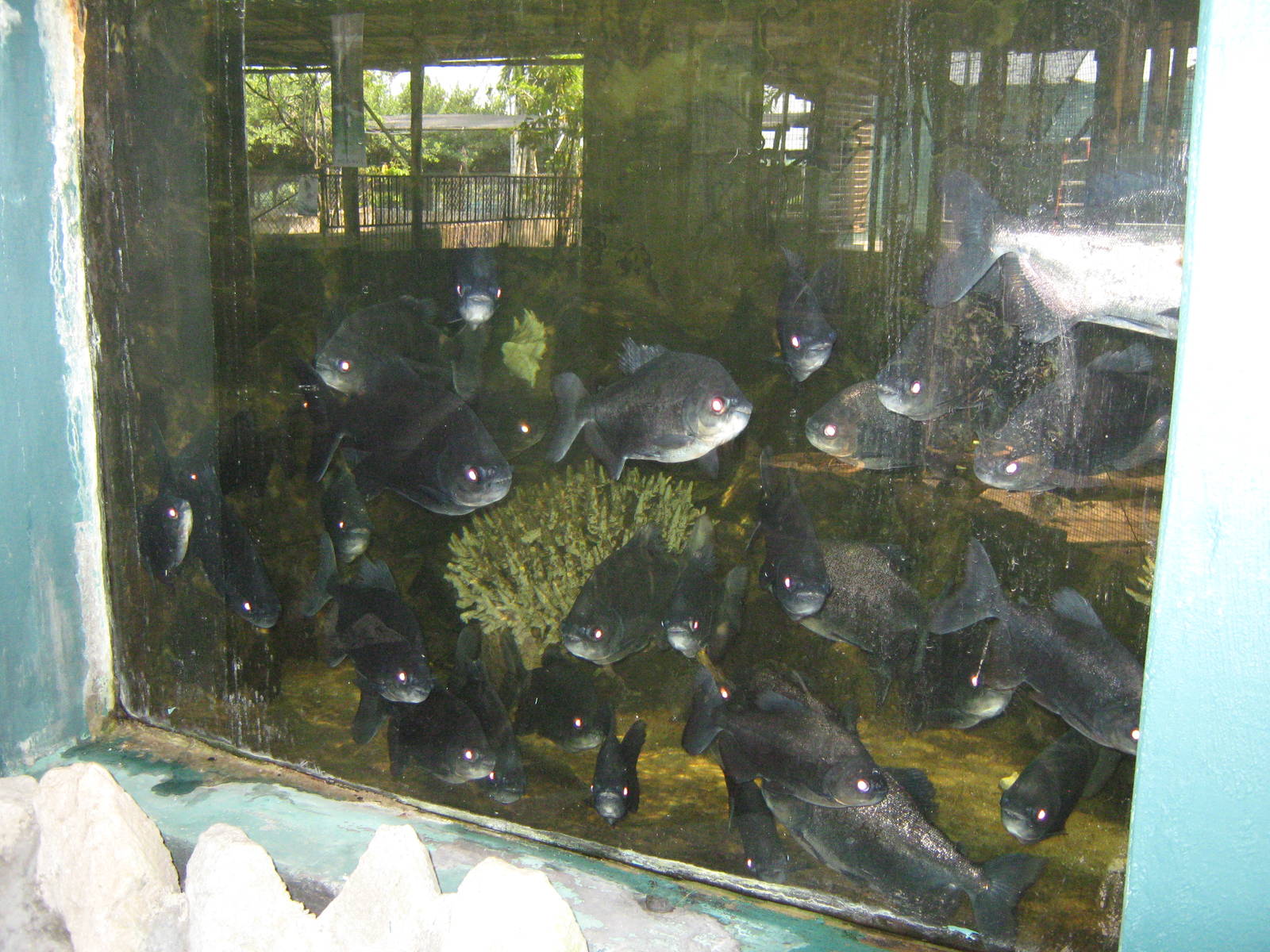overcrowded pacu tank