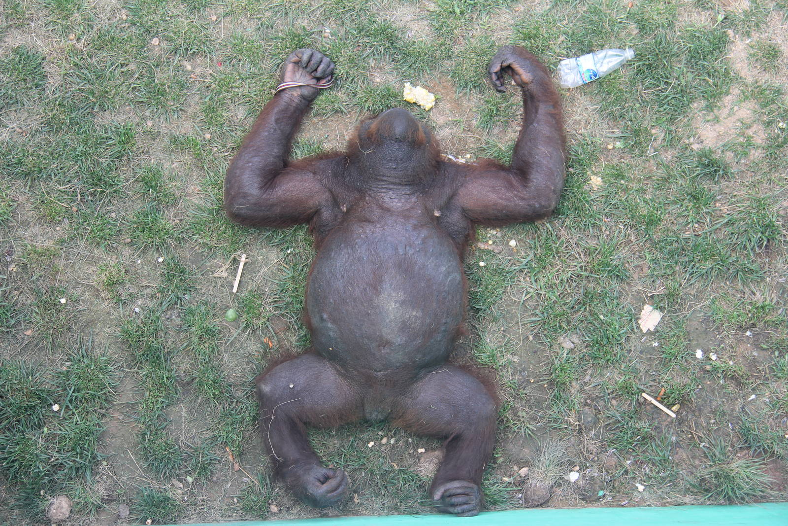 Overfed orangutan