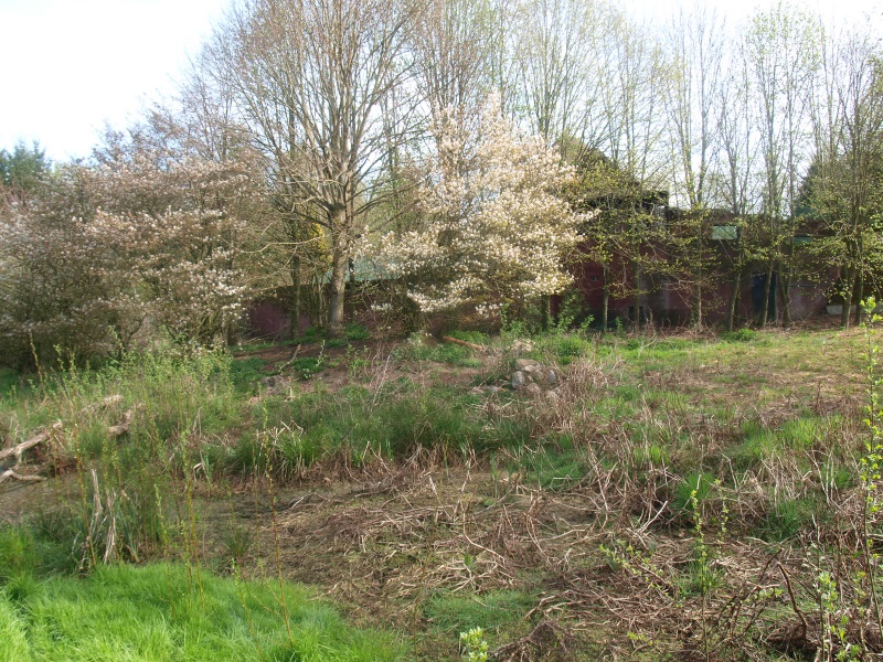 Overgrown area, former enclosure