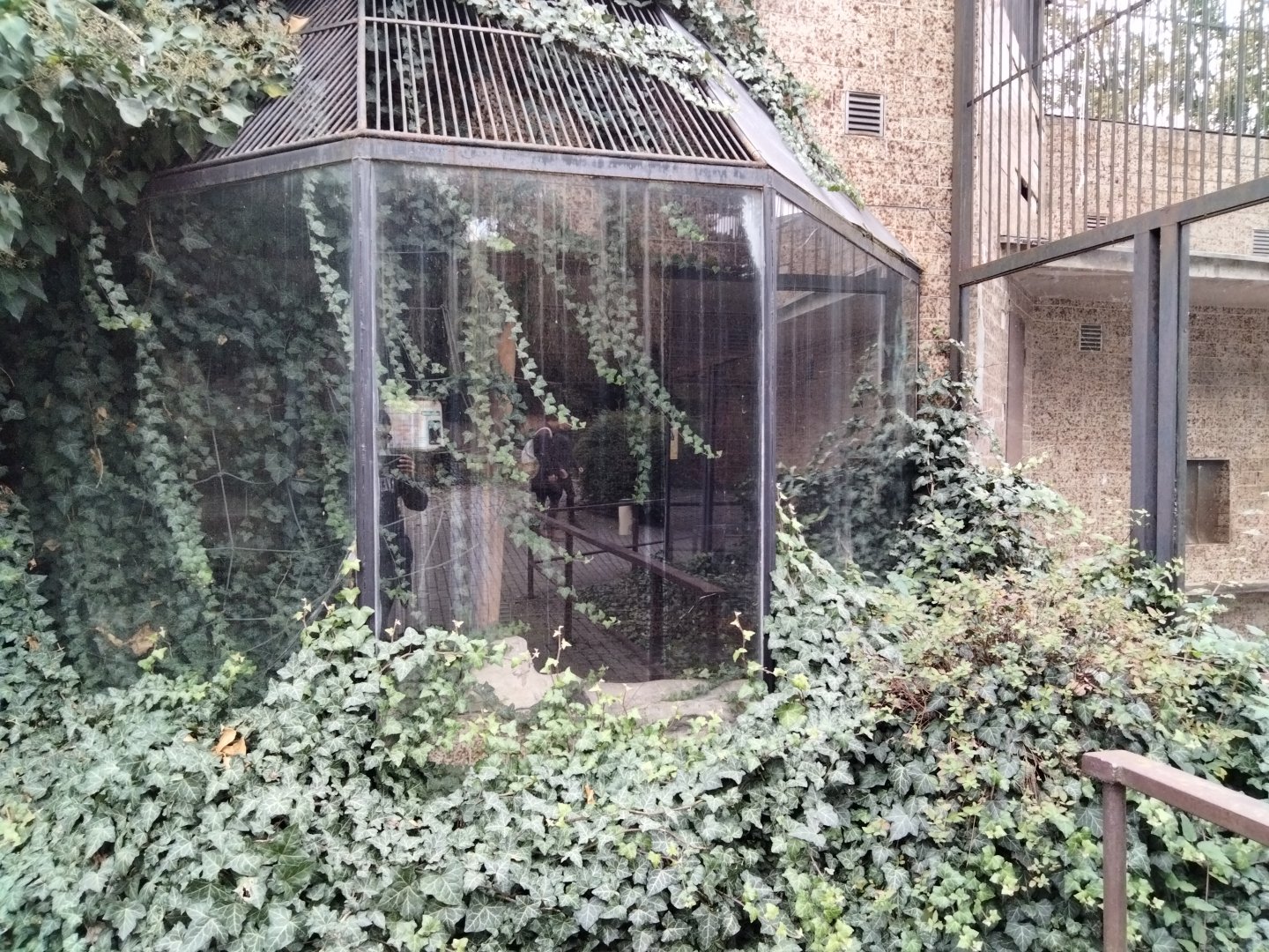 Overgrown monkey cage