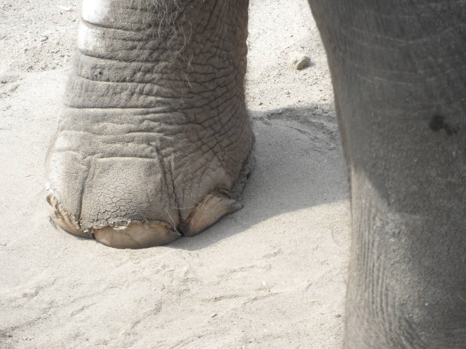 Overgrown nail on hind foot