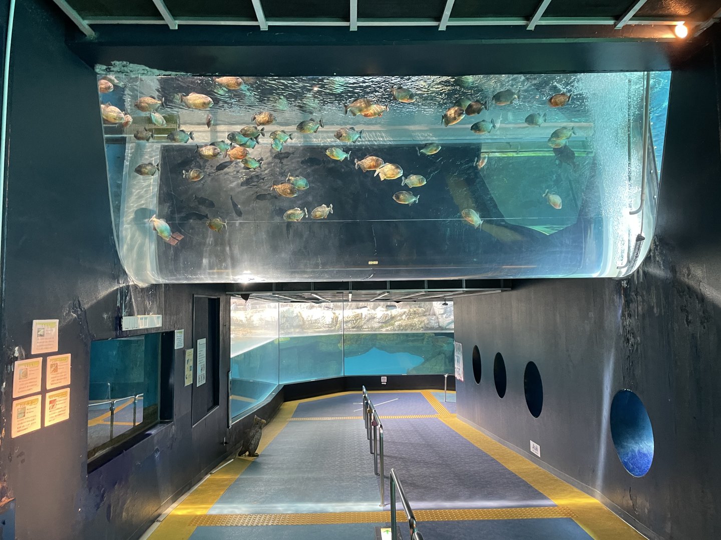 Overhead Red-Bellied Piranha Tank