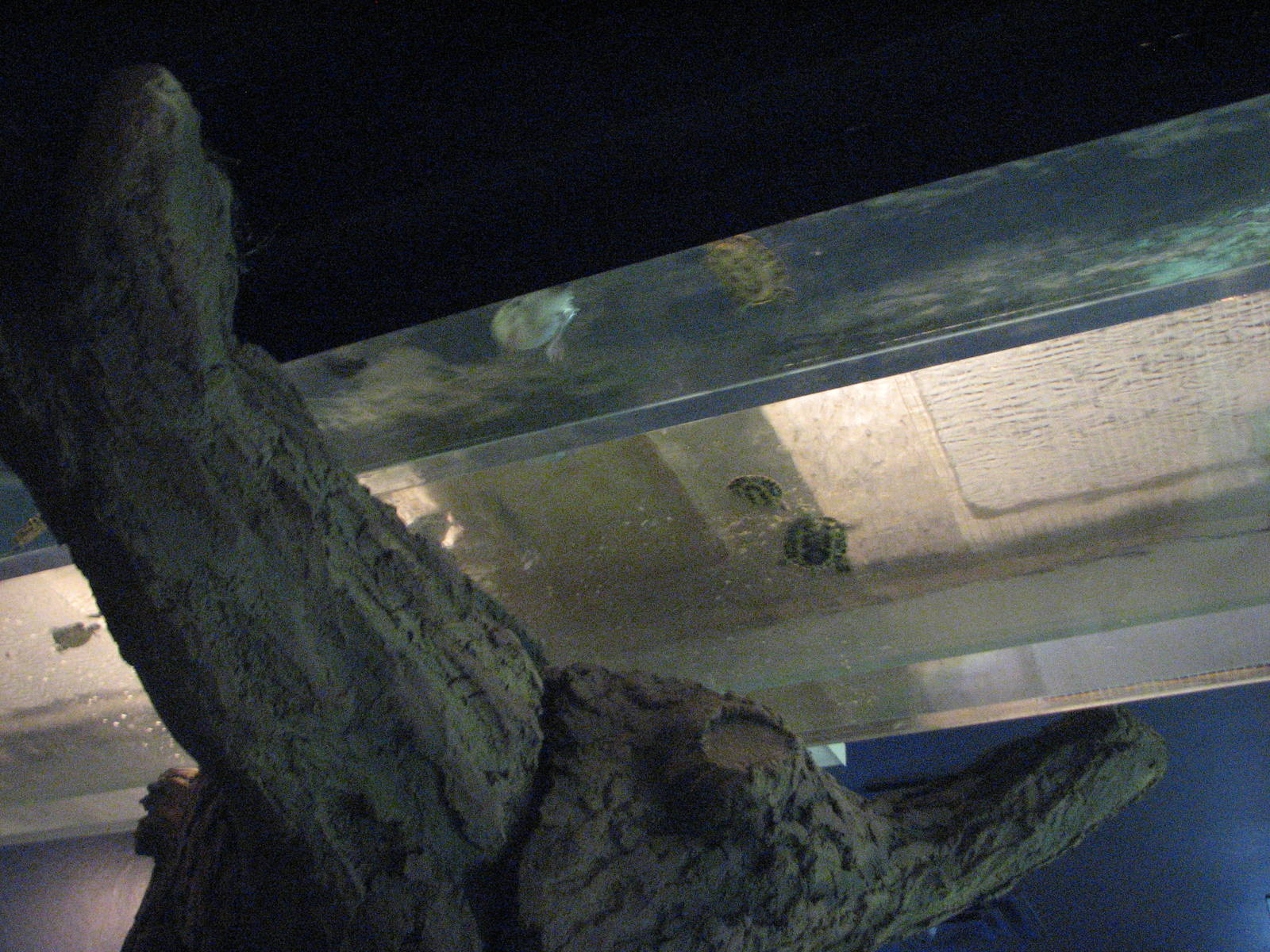 Overhead Stream - Wildlife World Zoo