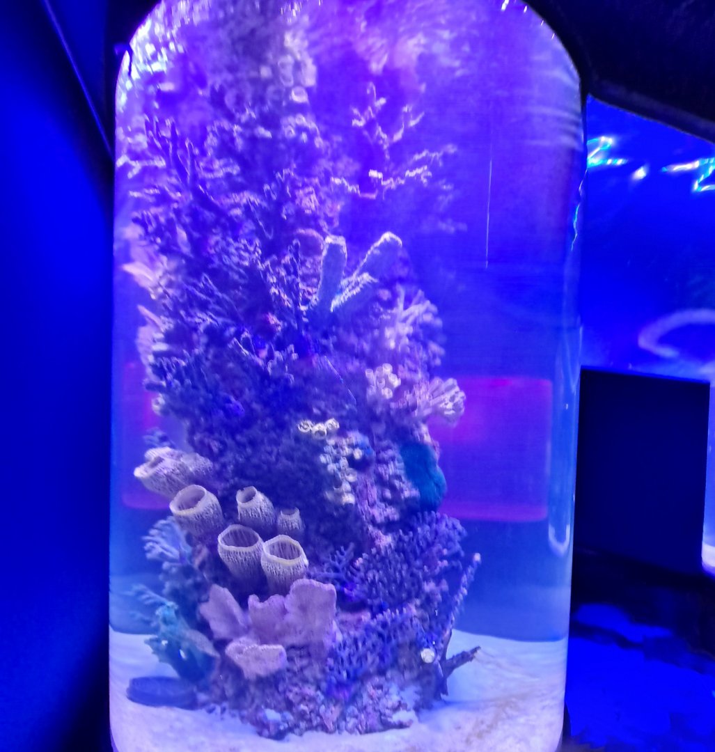 Overhead Tunnel Arch (4/19/25)