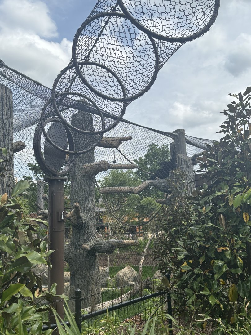 Overhead Tunnel for Siamang Gibbons
