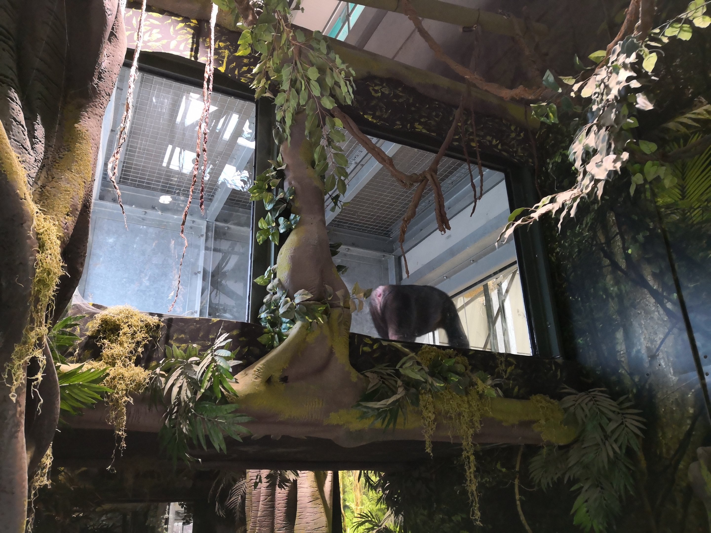 Overhead tunnel to outdoor exhibit - Twycross