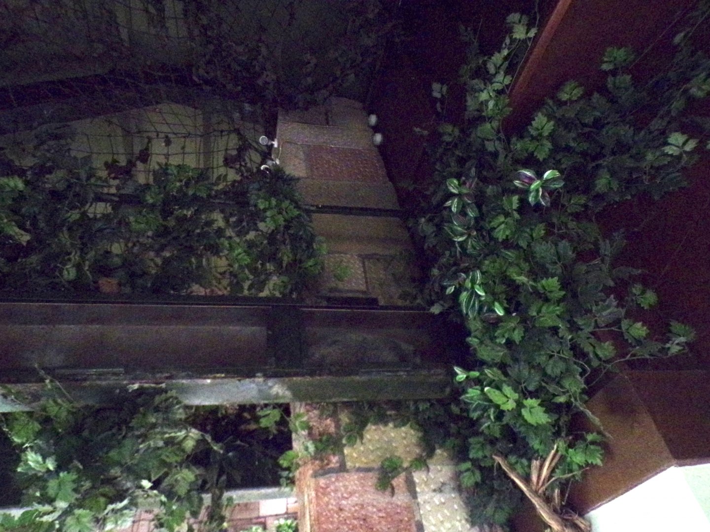 Overhead tunnels in magic forest 16.9.24