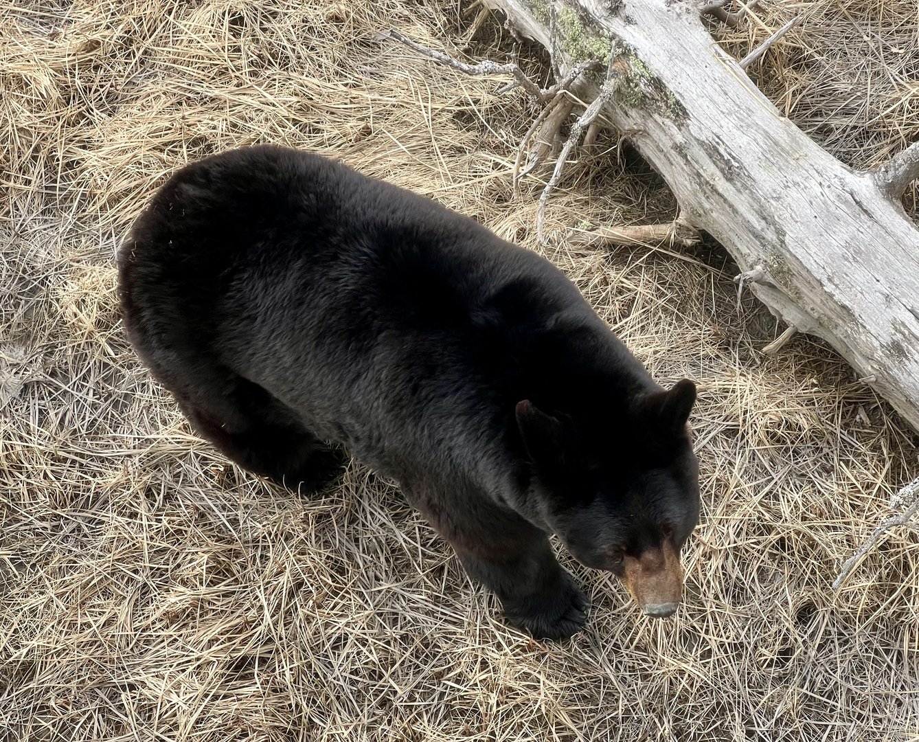 Overhead view from BEARS Walkway