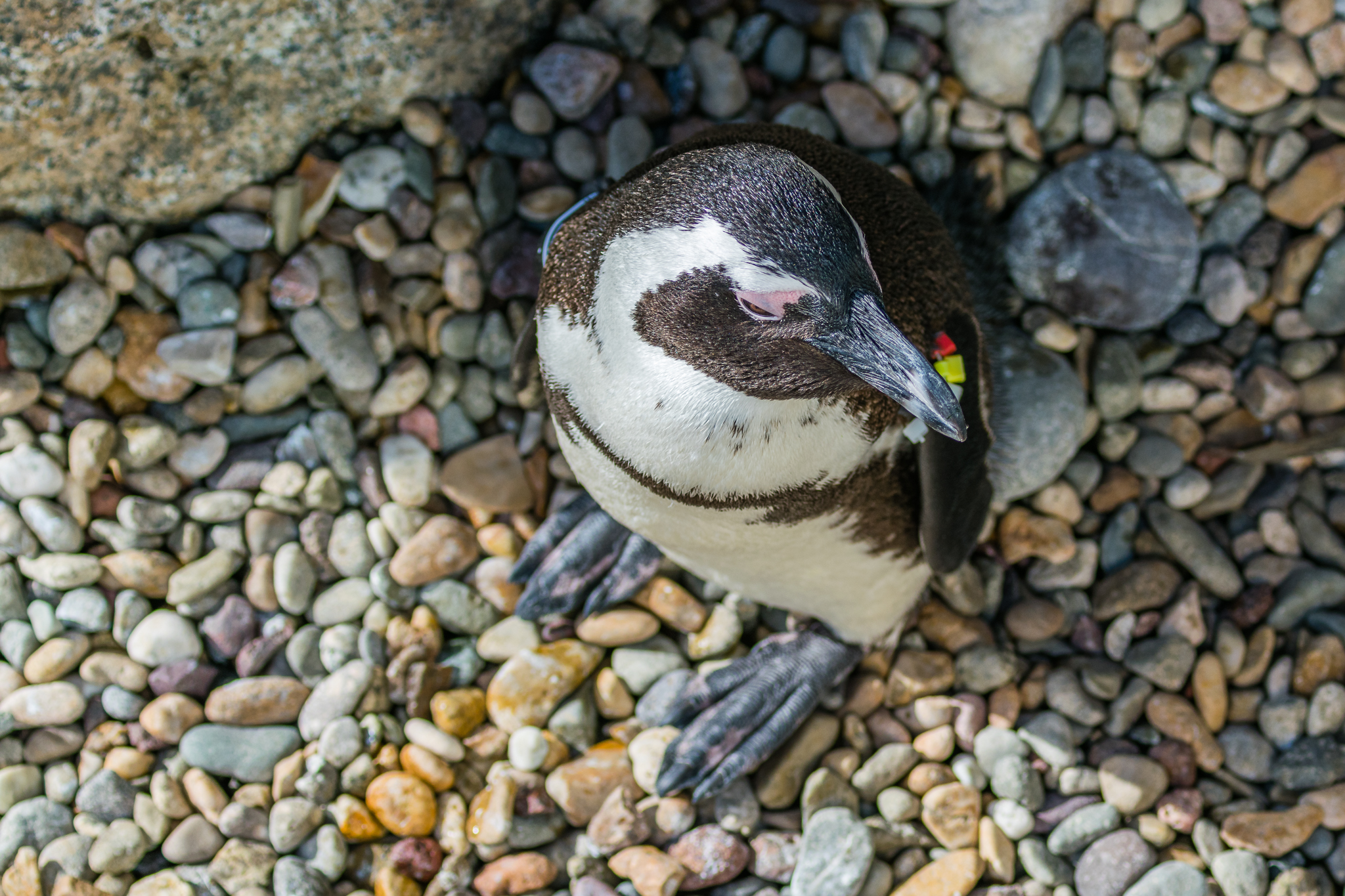 Overhead view of an African Penguin in Cape Fynbos